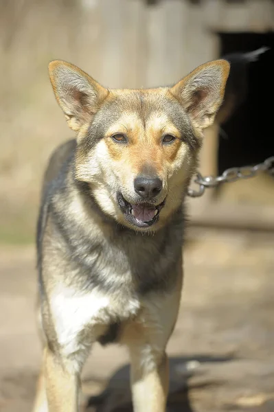 Bruine Outbred Hond Een Ketting Tuin — Stockfoto