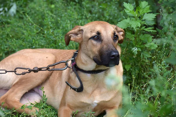 Marrón Joven Triste Perro Una Cadena Patio — Foto de Stock