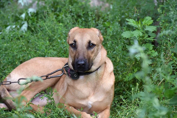 庭の鎖の上の茶色の若い悲しい犬 — ストック写真