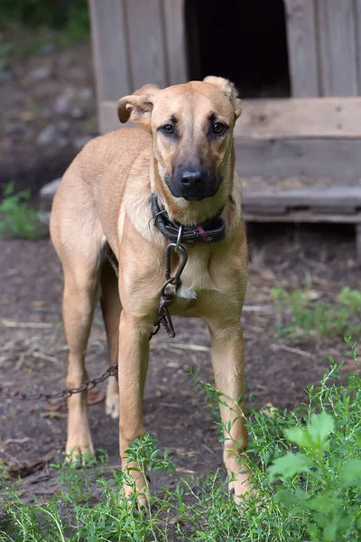 Brauner Junger Trauriger Hund Einer Kette Hof — Stockfoto