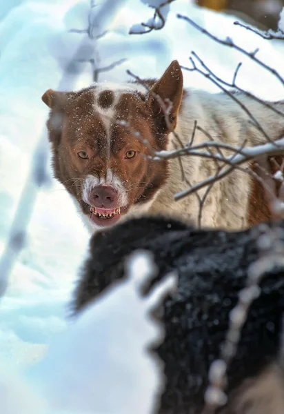 Witte Bruine Bastaard Hond Zittend Wintertuin — Stockfoto