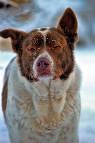 Branco Marrom Cão Rafeiro Sentado Quintal Inverno — Fotografia de Stock