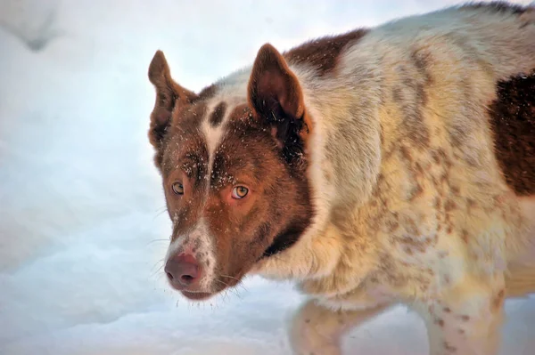 White Brown Mongrel Dog Sitting Winter Yard — Stock Photo, Image