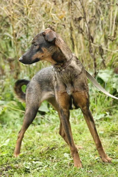 Bruine Hond Aangelijnd Het Gras Mestizo Dieren Uit Schuilplaats — Stockfoto