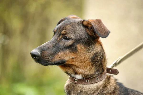 Perro Marrón Con Una Correa Hierba Mestizo Animales Del Refugio — Foto de Stock