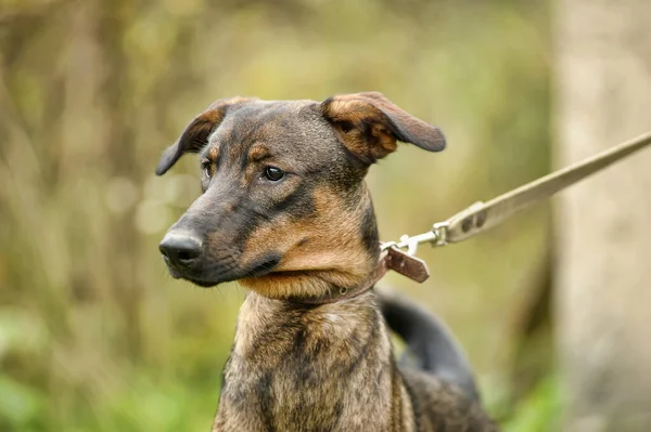 Brązowy Pies Smyczy Trawie Mestizo Zwierzęta Schroniska — Zdjęcie stockowe