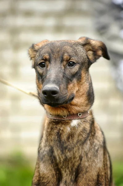 Kahverengi Köpek Çimenlerin Üzerinde Tasma Mestizo Barınaktaki Hayvanlar — Stok fotoğraf