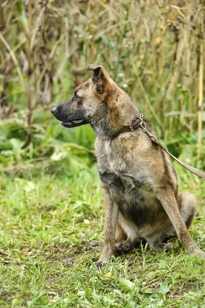 Brązowy Pies Smyczy Trawie Mestizo Zwierzęta Schroniska — Zdjęcie stockowe