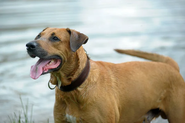 Glad Röd Hund Simmar Sjön — Stockfoto