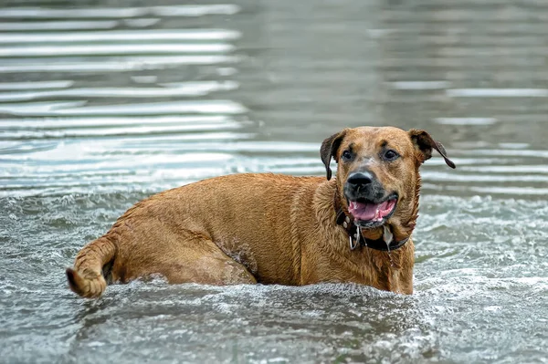 湖での幸せな赤い犬の水泳 — ストック写真