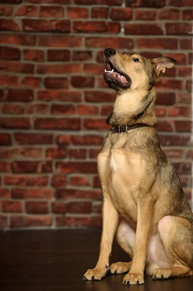 Korsning Husky Och Herde Hund Närbild — Stockfoto