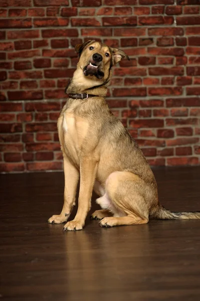 Krzyżówka Husky Pies Pasterski Zbliżenie — Zdjęcie stockowe