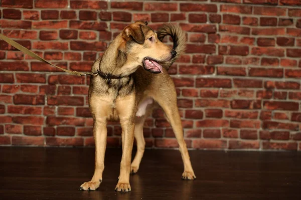 Kruising Husky Herder Hond Close — Stockfoto