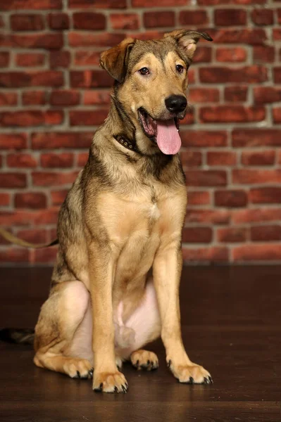 Melez Husky Çoban Köpeği Yaklaş — Stok fotoğraf