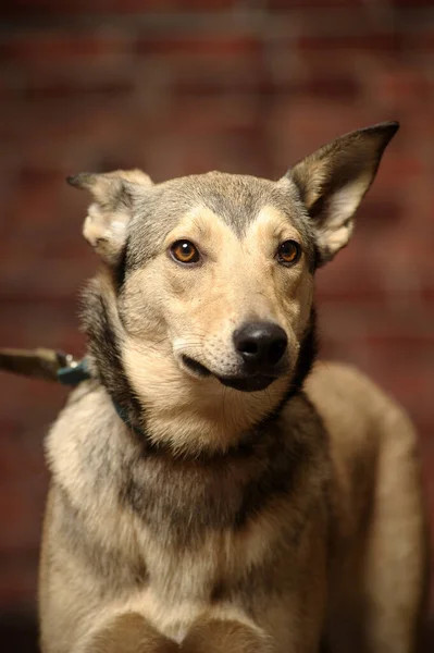 Crossbreed Husky Shepherd Dog Close — Stock Photo, Image