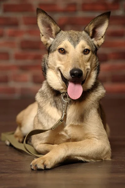 Melez Husky Çoban Köpeği Yaklaş — Stok fotoğraf