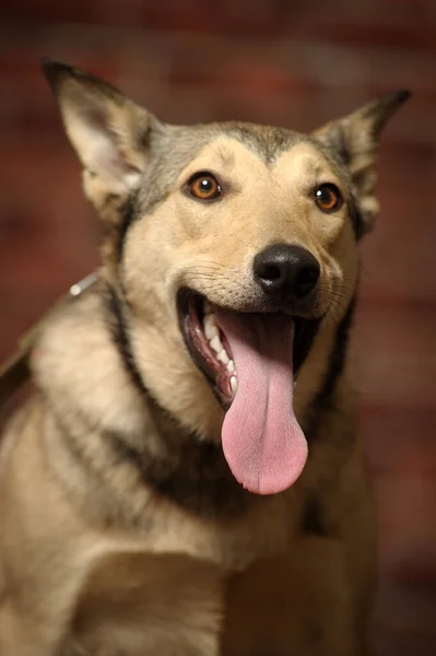 Διασταύρωση Husky Και Τσοπανόσκυλο Κοντά — Φωτογραφία Αρχείου