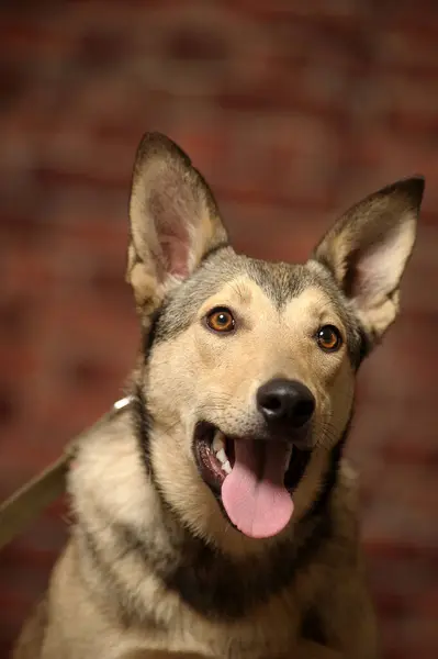 Krzyżówka Husky Pies Pasterski Zbliżenie — Zdjęcie stockowe