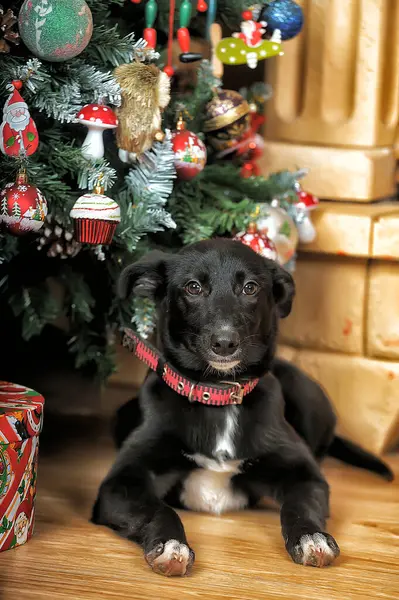 Чорно Біла Собака Різдвяній Ялинці — стокове фото