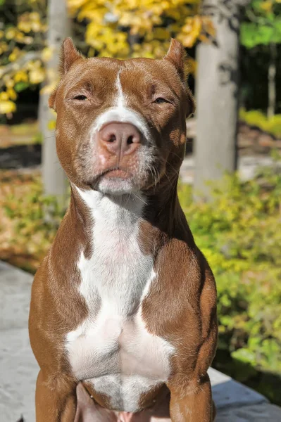 Brown White Dog American Pit Bull Terrier — Stock Photo, Image