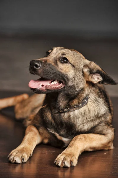 Gri Arka Planda Kahverengi Köpek Melezi — Stok fotoğraf