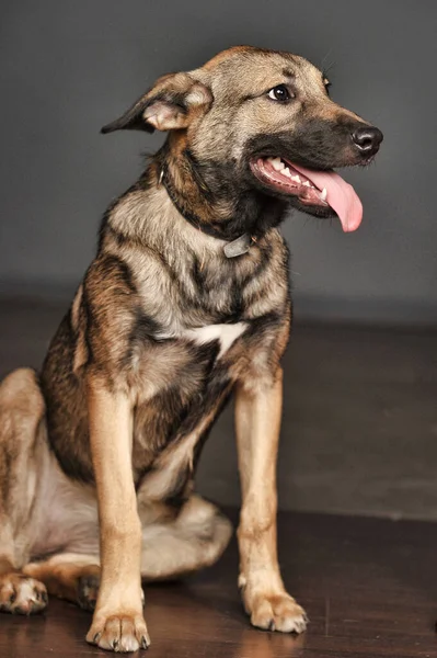 Bruine Jonge Hond Bastaard Een Grijze Achtergrond — Stockfoto