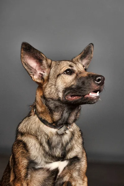 Brun Jeune Chien Bâtard Sur Fond Gris — Photo