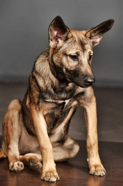 Mestiço Cão Jovem Marrom Fundo Cinza — Fotografia de Stock