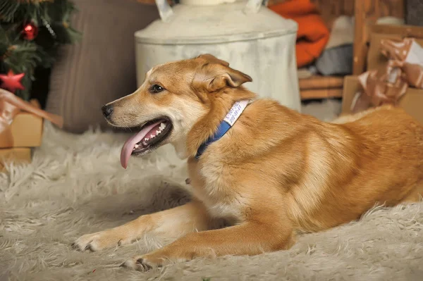 Pelirroja Feliz Perro Joven Mestizo Collar —  Fotos de Stock