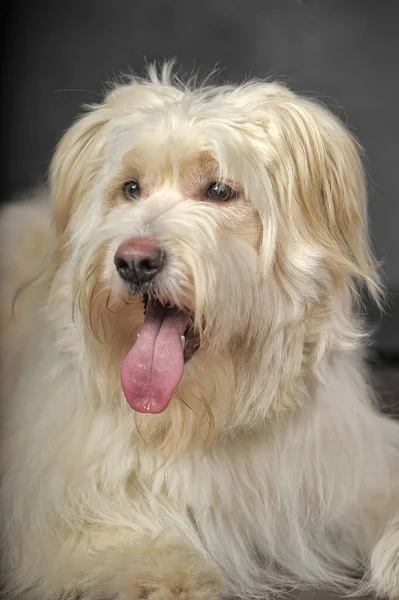 Weißer Flauschiger Junger Hundemischling Auf Grauem Hintergrund — Stockfoto