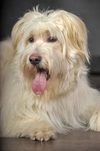 Wit Pluizig Jong Hond Bastaard Een Grijze Achtergrond — Stockfoto