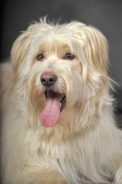 Weißer Flauschiger Junger Hundemischling Auf Grauem Hintergrund — Stockfoto