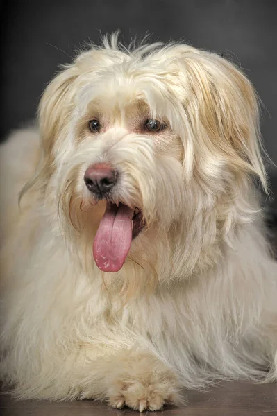 Weißer Flauschiger Junger Hundemischling Auf Grauem Hintergrund — Stockfoto