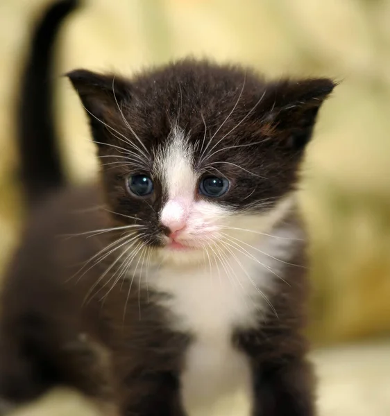 小可爱的黑色和白色的小猫 — 图库照片
