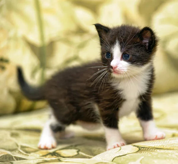Malé Roztomilé Černošky Bílým Kotě — Stock fotografie