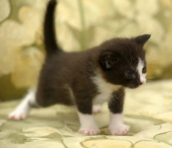 Klein Schattig Zwart Met Wit Katje — Stockfoto