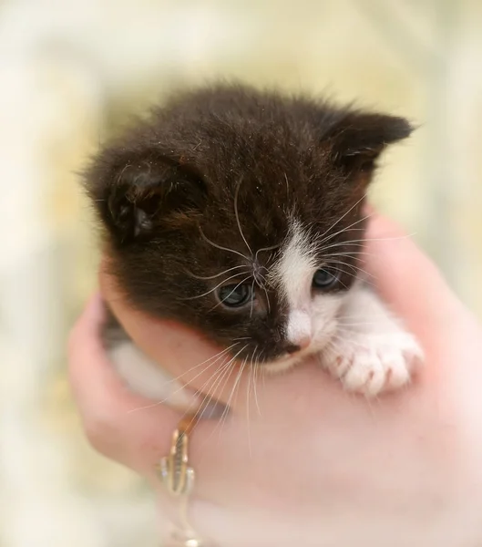 Kleines Süßes Schwarzes Mit Weißem Kätzchen — Stockfoto