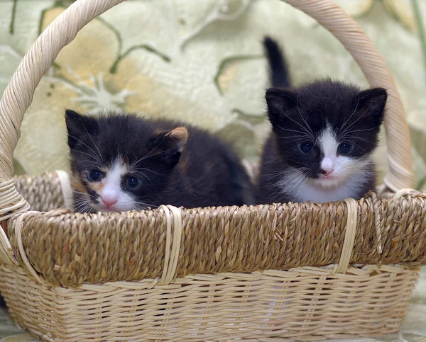 Twee Midi Kittens Zwart Met Wit Driekleurig — Stockfoto