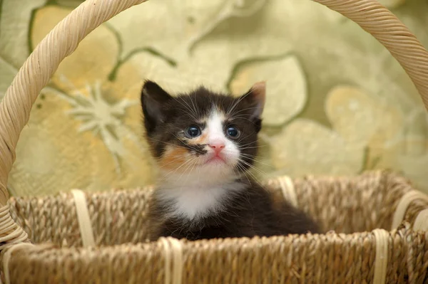 Küçük Siyah Kedi Yavrusu Beyaz Kırmızı Bir Aylık — Stok fotoğraf