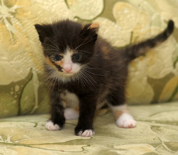 白と赤の小さな黒い子猫1ヶ月前 — ストック写真