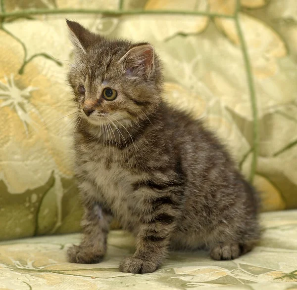 Gatito Tabby Con Ojo Dolorido Refugio Animales —  Fotos de Stock