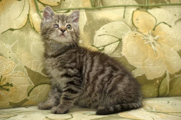 Tabby Kitten Sore Eye Animal Shelter — Stock Photo, Image