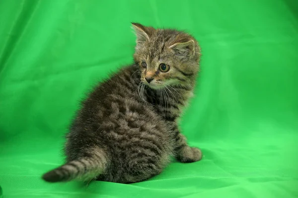 Tabby Kitten Sore Eye Animal Shelter — Stock Photo, Image