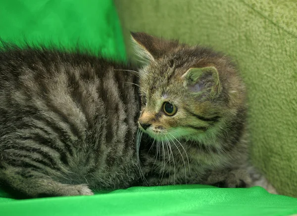 Hayvan Barınağında Yaralı Gözlü Tekir Kedi Yavrusu — Stok fotoğraf