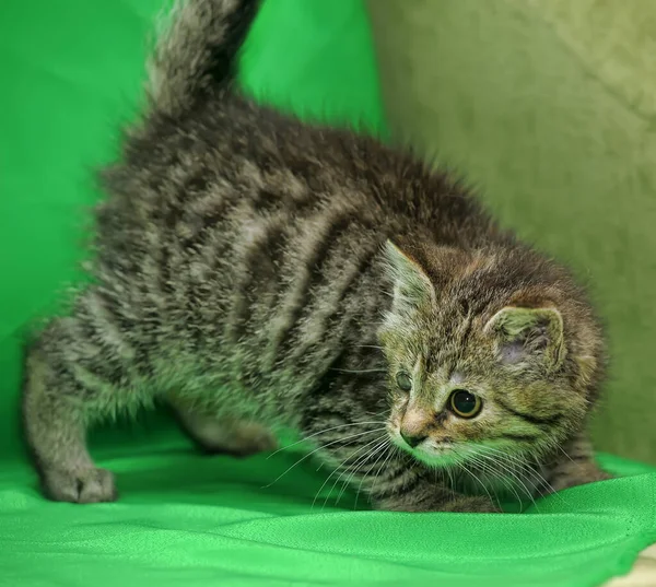 Tabby Kitten Met Een Zere Oog Een Dierenasiel — Stockfoto