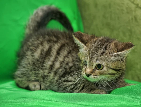 Tabby Kitten Sore Eye Animal Shelter — Stock Photo, Image