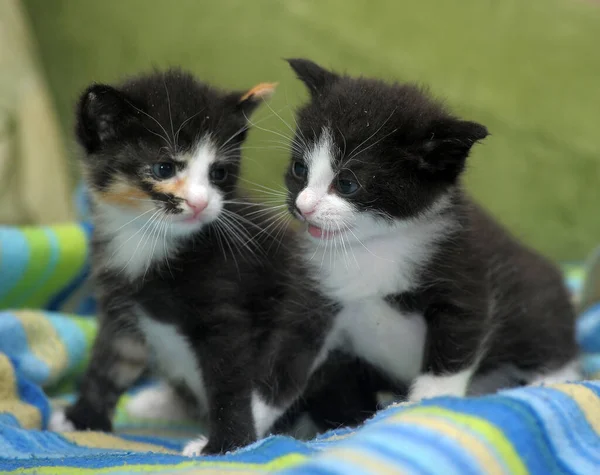 Два Маленьких Котенка Миди Черный Белым Трехцветным — стоковое фото