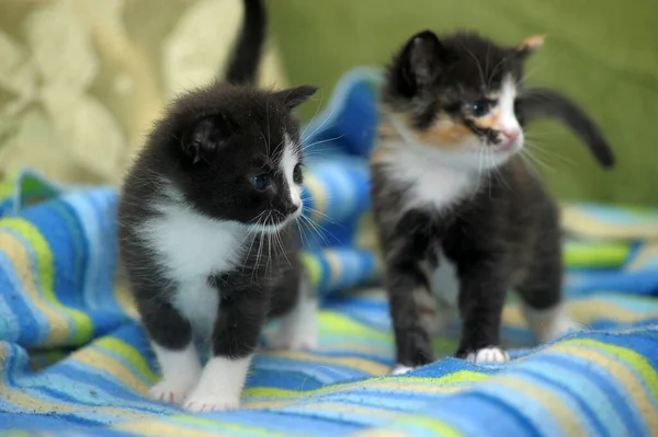 Дві Міді Маленькі Кошенята Чорні Білим Трикольоровим — стокове фото