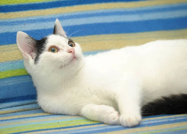 Μαυρόπαπια Νεαρή Γάτα Από Κοντά — Φωτογραφία Αρχείου