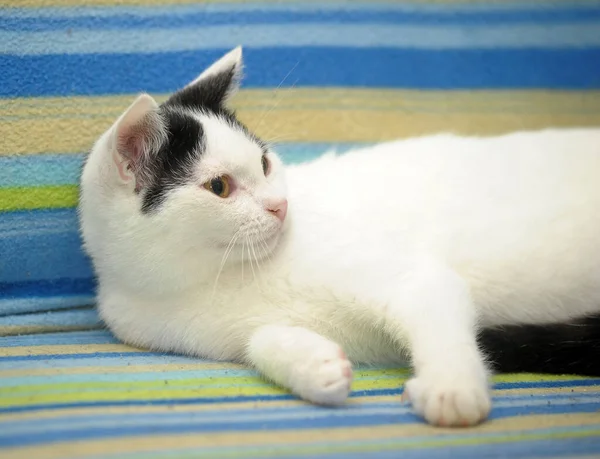 Чернопятнистая Кошка Вблизи — стоковое фото